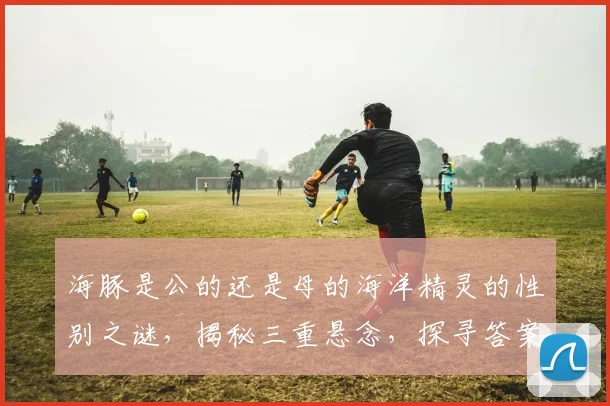 海豚是公的还是母的海洋精灵的性别之谜，揭秘三重悬念，探寻答案